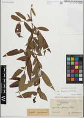 Foto von Salix fragilis L. x Salix triandra L.